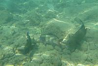 201501 Hawaii 802