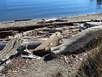 201509OlympicPeninsula 017