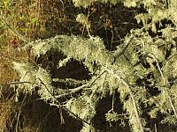 201509OlympicPeninsula 035