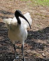 IMG 4558