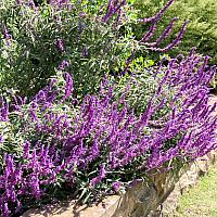 IMG 4574