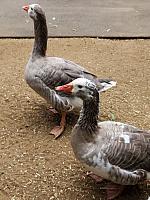 IMG 4751