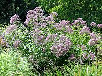 IMG 5987