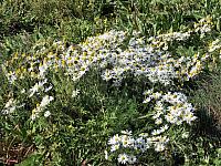 IMG 9877