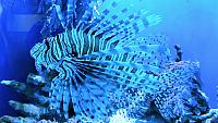Lion Fish