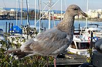 IMG 0886