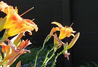 IMG 2585
