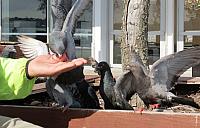 IMG 4202