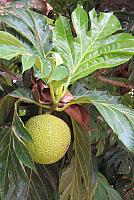 IMG 4659