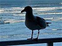 IMG 0597