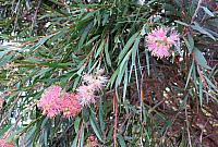 IMG 8480
