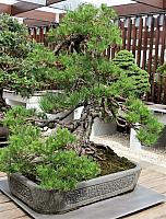 IMG 9218 (2)