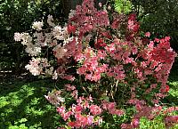 IMG 0775