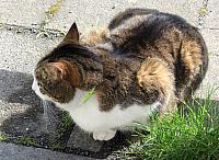 IMG 9924