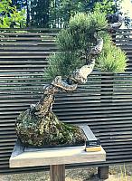 IMG 0915
