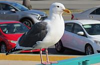 IMG 0290 - Copy