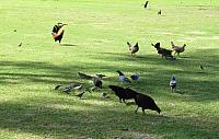 IMG 0401 - Copy