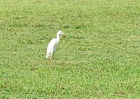 IMG 0403 - Copy
