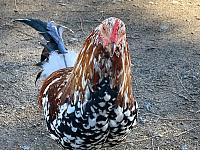 IMG 0987