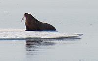 Arctic Circle on the Summer Solstice