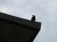 IMG 3528