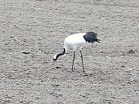 IMG 4161