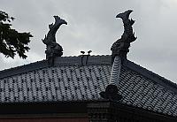 IMG 3964