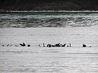 IMG 7265